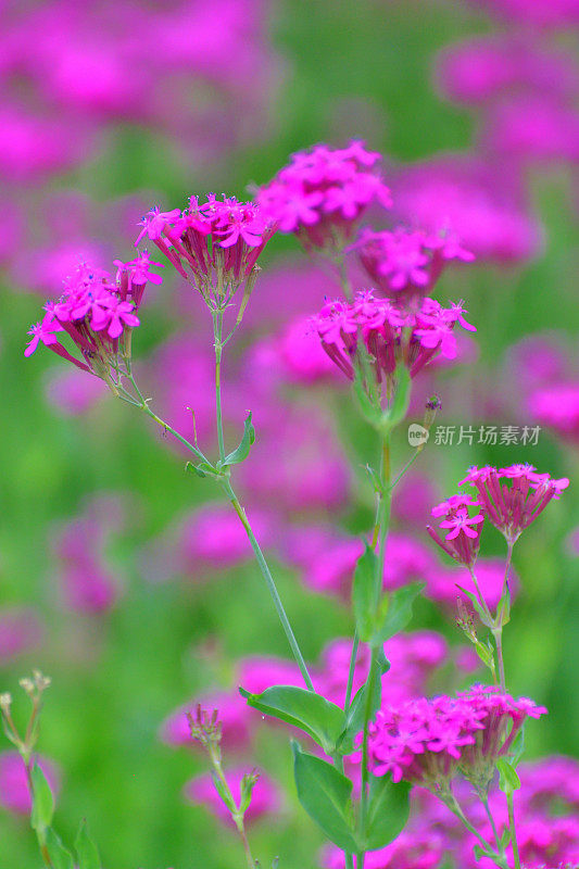 Silene armeria /甜美的William Catchfly:花